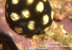 Smooth Trunkfish Post-larval Juvenile at Crash Boat Dive ... by Victor J. Lasanta 